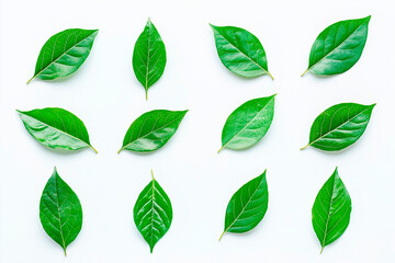 Set of top view lay flat Green leaf on white background