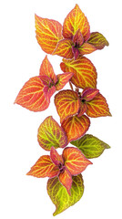 Obraz premium Colorful leaves with vibrant red, orange, and green shades, white isolated background. transparent background