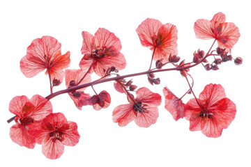 Delicate pink flowers on a vibrant stem with a white isolated background. transparent background