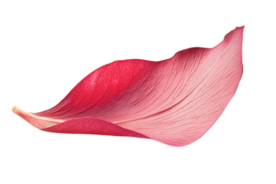 Delicate pink petal isolated on a white background. transparent background