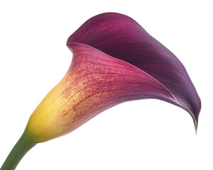Elegant calla lily flower in beautiful purple and yellow colors, isolated on white background. transparent background