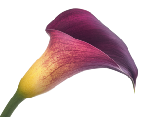 Elegant calla lily flower in beautiful purple and yellow colors, isolated on white background. transparent background