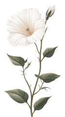 Fototapeta premium Elegant white flower green leaves, isolated white background. transparent background