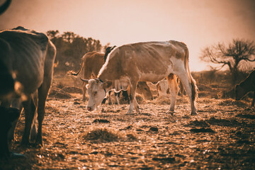 Photo of colorful cows eating hay on field