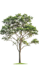 Lush green tree with a thick trunk and broad canopy, isolated on a white background. transparent background