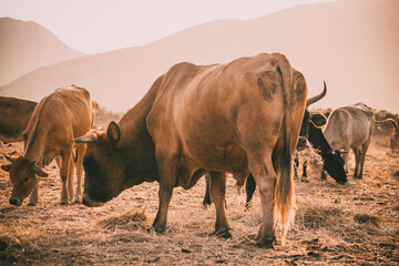 Photo of brown cows eating hay on field