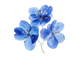 Fototapeta premium Triple blue flower cluster on a white isolate background. transparent background