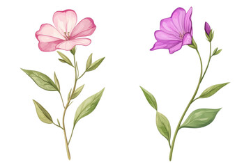 Two beautiful flowers in delicate colors on a white isolated background. transparent background