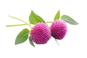 Obraz premium Two vibrant pink flowers with green leaves on a white isolated background. transparent background