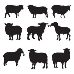 Sheep silhouette black color on white background
