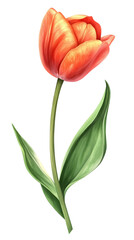 Fototapeta premium Vibrant orange tulip with green leaves, white isolated background transparent background