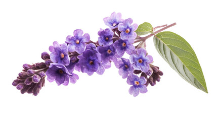 Vibrant purple flower cluster on a white isolated background. transparent background