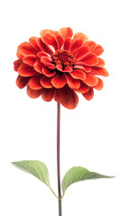 Vibrant red flower with green leaves on a white isolated background. transparent background