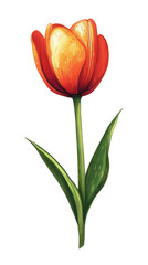 Obraz premium Vibrant red tulip flower with green leaves, white isolated background. transparent background