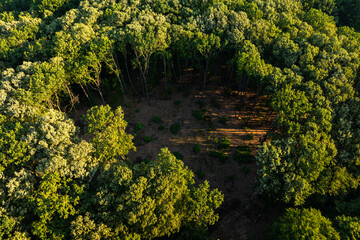 Deforestation in the middle of a deciduous forest. Aerial view with the empty space that remained...