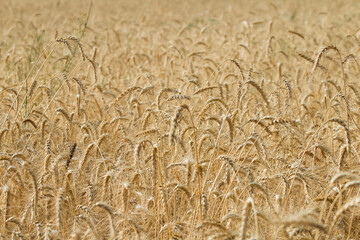 Background of ripening ears of wheat field.