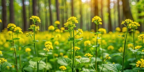 Obraz premium Wild flowering alliaria petiolata plant with yellow mustard flowers in a forest setting