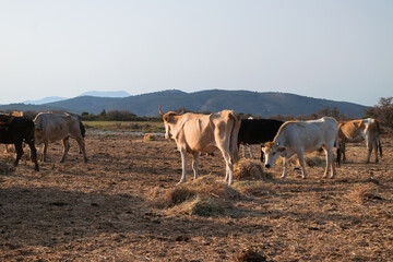 White cows eating haystack at field
