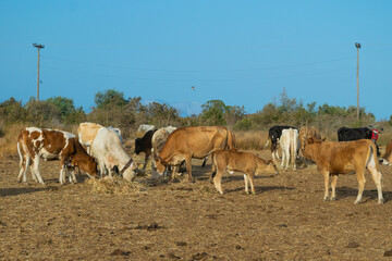 Cows and calf eating hay