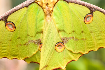 Close up of Comet moth, large nocturnal butterfly