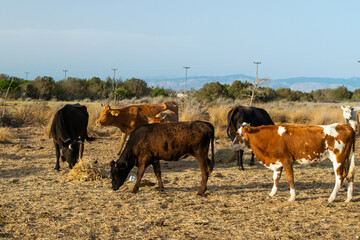 Colorful cows with white spots eat hay in a field