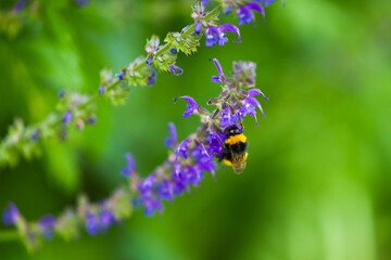 bumble-bee on a purple flower. close up photo with a bumble-bee insect.