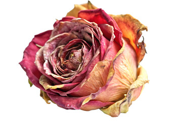 dried rose flower isolated on white background as transparent. PNG. AI GENERATED