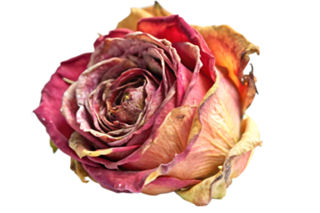 dried rose flower isolated on white background as transparent. PNG. AI GENERATED
