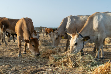 Photo of cows eating hay on field
