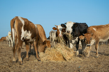 Photo of cows eating hay on field