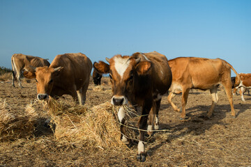 Brown cow with white mark on head looks at camera while eating hay
