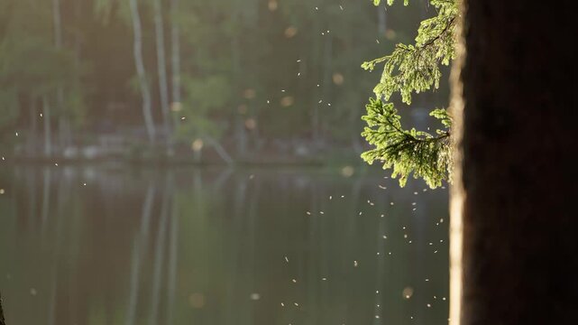 Insects flying around a pine tree , backlit by warm morning light