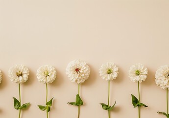 Obraz premium Minimalist White Zinnia Flowers on Cream Background
