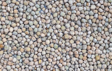 Grass Pea or Chickling Pea Seed Background in Horizontal Orientation, Also Known as Indian Pea,...