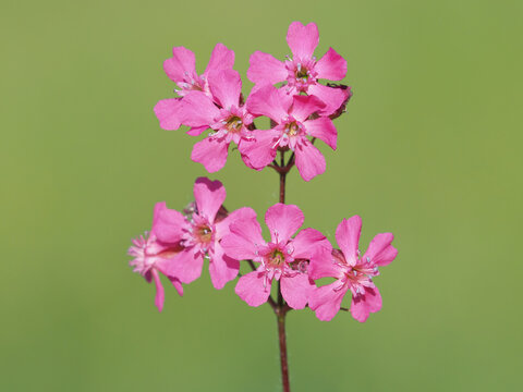 Pink flower of the sticky catchfly or clammy campion, Silene viscaria