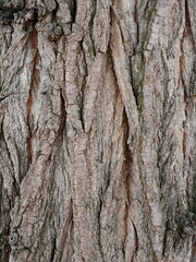 black poplar bark - Full-frame detail of black poplar bark with its natural, rough texture. Perfect as a texture or background for nature and forest projects.