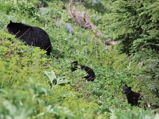 Mother Bear and Cubs in Wildflowers of Washington Olympic National Park