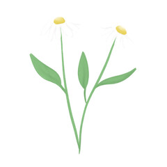daisy flower