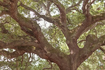 Large Live Oak Tree Branches Background in South Carolina