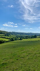landscape with green grass and sky