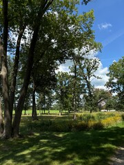 trees in the park