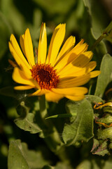 Flor de caléndula