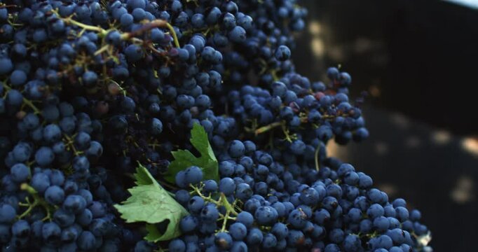 Super slow motion close up of fresh ripe red grapes are being picked up by agricultural machinery tractor harvester during harvesting wine season on vineyards for further high quality wine production