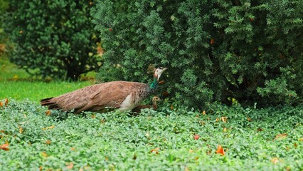 Female Peacock with Chicks Looking for Food Eating Berries from European Yew Shrub