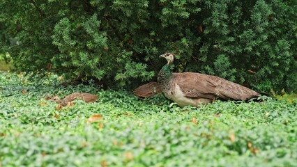 Female Peacock with Chicks Looking for Food Eating Berries from European Yew Shrub