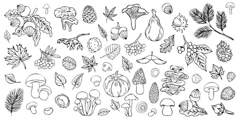 Set of autumn leaves and berries in linear style. Set of doodles. Autumn elements: leaves, mushrooms, chestnut, pumpkins, acorn in sketch style. Hand drawn vector illustration on white background. © Tetiana Komarytska