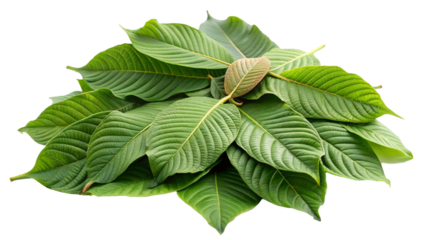 Pile of Kratom drugs or narcotic on transparent or white background
