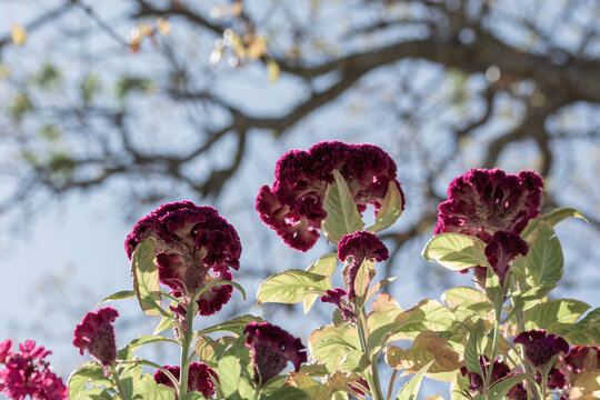Cockscomb - Plant" Images  Browse 301 Stock Photos, Vectors, and Video |  Adobe Stock