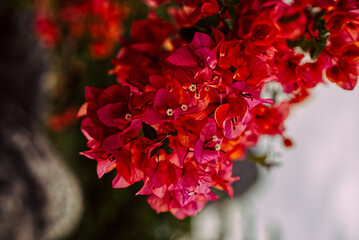 red flowers.beautiful bougainvillea flowers blooming in nature