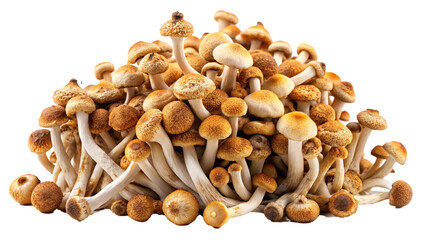 Pile of Psilocybin Magic Mushrooms Shrooms drugs or narcotic on transparent background